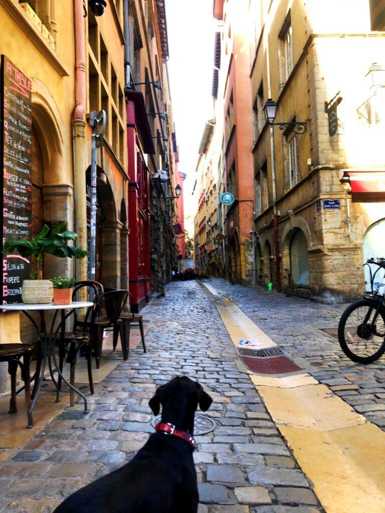 vieux lyon things to do cute dog france