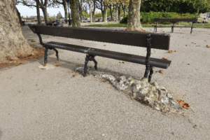 Secret insolite hidden gems things to do in Montpellier: Mystery Bench growing over tree Promenade de Peyrou